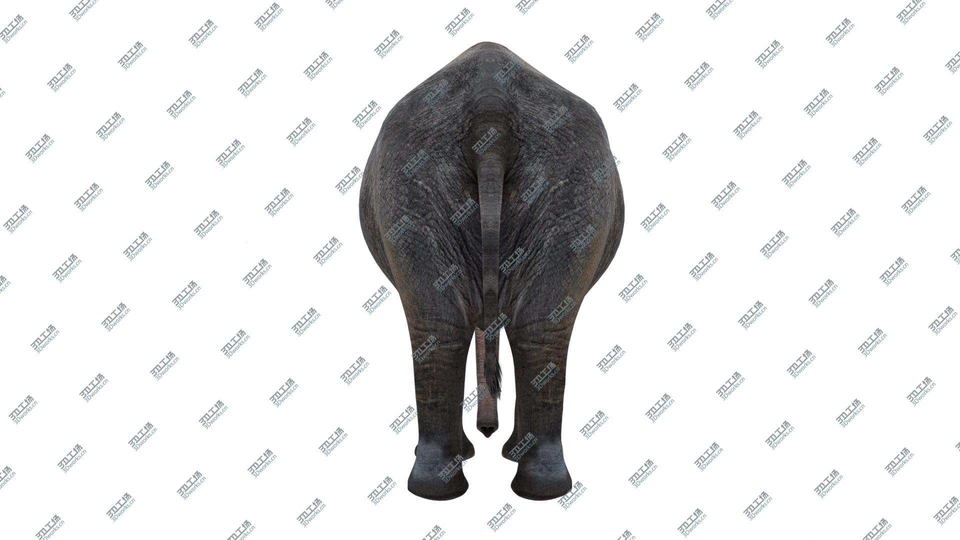 images/goods_img/202104093/3D model Asian Elephant/3.jpg